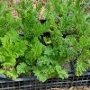 Пижма курчавая Криспа саженцы © blumgarden.ru