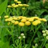 Пижма курчавая Криспа © blumgarden.ru