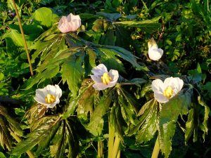 Подофилл Эмода, гималайский (Podophyllum Emodi)