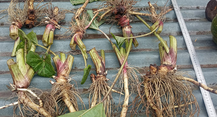 Корневища белокопытника гибридного для посадки © blumgarden.ru