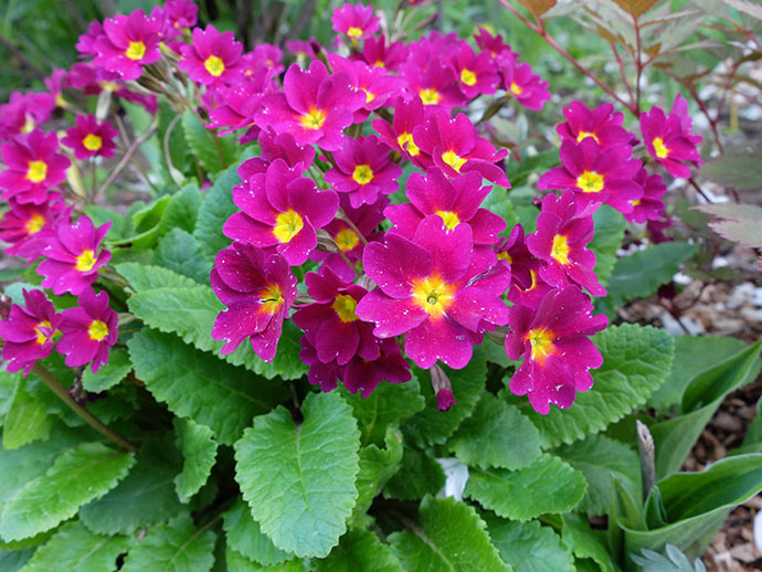 Примула Юлии (Primula juliae)