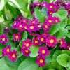 Примула Юлии (Primula juliae) © blumgarden.ru