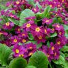 Примула Юлии (Primula juliae) © blumgarden.ru