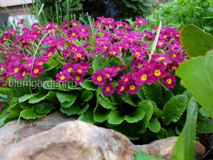 Примула Юлии (Primula juliae) © blumgarden.ru