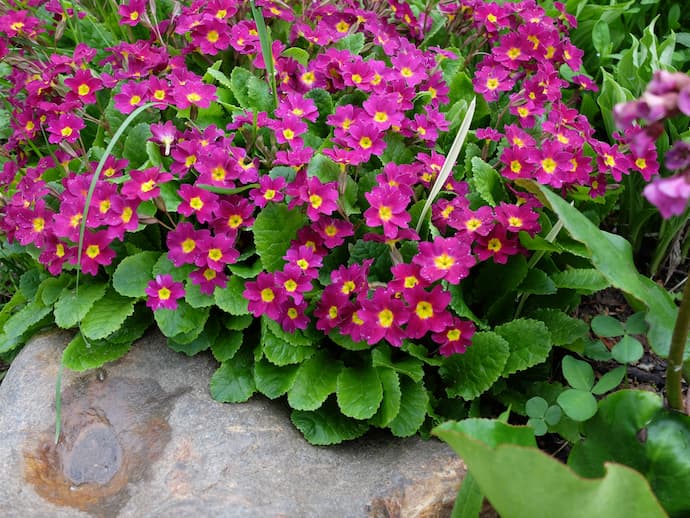 Примула Юлии в альпинарии — цветущий ковёр на переднем плане горки среди камней © blumgarden.ru