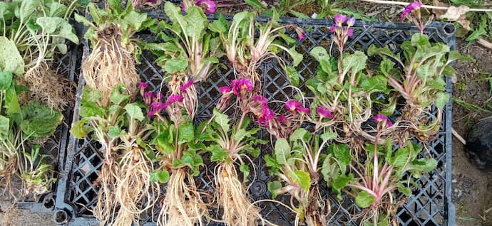 Деленки примулы Юлии с открытой корневой системой (ОКС) — посадочный материал © blumgarden.ru