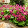 Примула Юлии розовая © blumgarden.ru