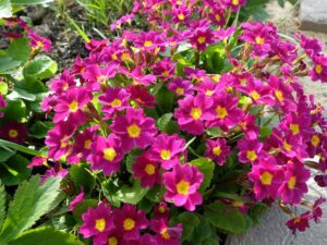 Примула Юлии (Primula Juliae)