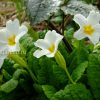 Примула Юлии белая (Primula Juliae) © blumgarden.ru