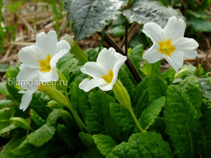 Примула Юлии белая (Primula Juliae) © blumgarden.ru