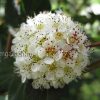 Пузыреплодник калинолистный Диабло © blumgarden.ru