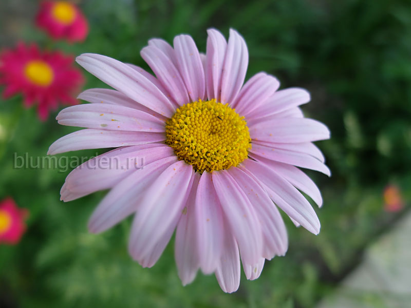 Пиретрум гибридный (Pyrethrum hybridum), розовый