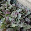 Рассада живучки Бургунди Глоу © blumgarden.ru