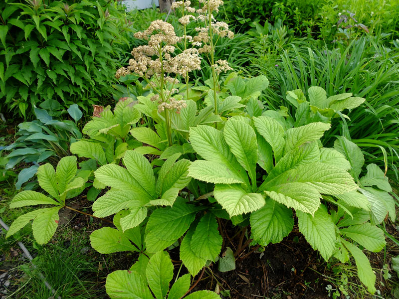 Роджерсия конскокаштанолистная (Rodgersia aesculofolia)