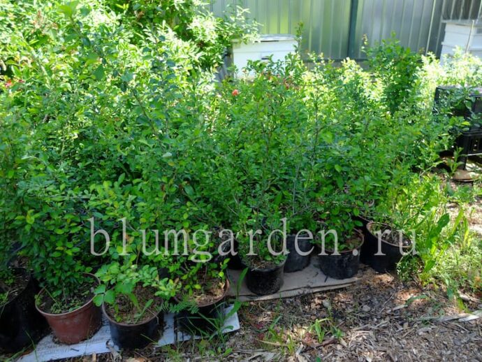 Саженцы айвы японской (хеномелеса) с закрытой корневой системой в горшках, питомник Blumgarden © blumgarden.ru 