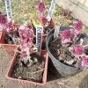 Саженцы белокопытника © blumgarden.ru