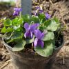 Саженцы фиалки душистой © blumgarden.ru