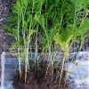 Саженцы Пижма курчавая Криспа (Crispa) © blumgarden.ru