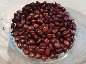 Семена айвы японской (хеномелеса) © blumgarden.ru