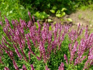 Шалфей дубравный (Salvia Nemorosa)