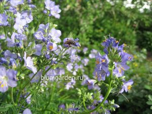 Синюха голубая (Polemonium Caeruleum)