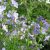 Синюха голубая (Polemonium caeruleum) © blumgarden.ru