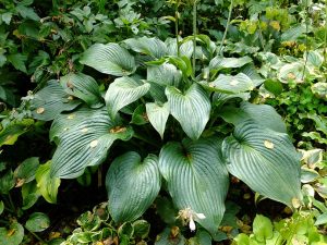 Хоста «Блю Энджел» (Hosta Blue Angel)