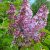 Сирень обыкновенная Аметист © blumgarden.ru