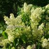 Сирень Примроуз © blumgarden.ru