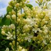 Сирень желтая Примроуз © blumgarden.ru