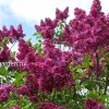 Сирень обыкновенная Индия - цветущие кусты © blumgarden.ru