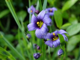 Сисюринхий, сизиринхиум (Sisyrinchium) © Blumgarden.ru