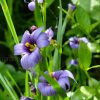 Сизиринхиум узколистный (Sisyrinchium) © blumgarden.ru