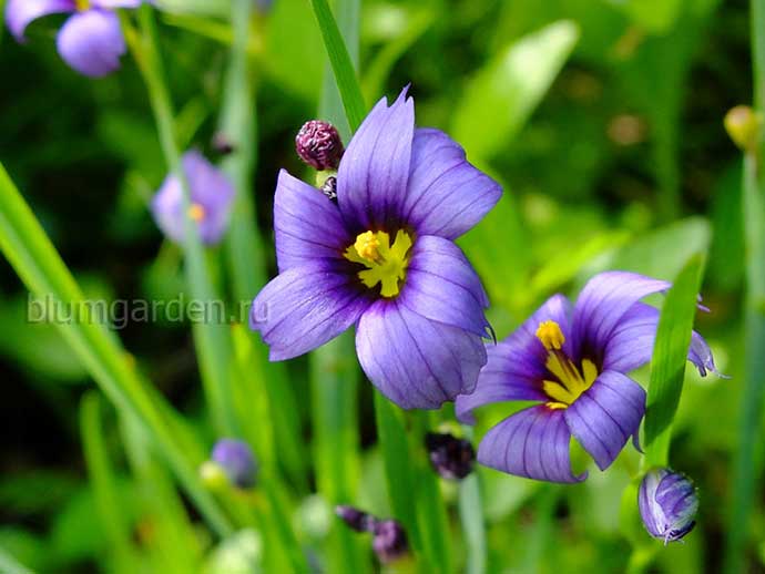 Сисюринхий узколистный, голубоглазка (Sisyrinchium angustifolium)