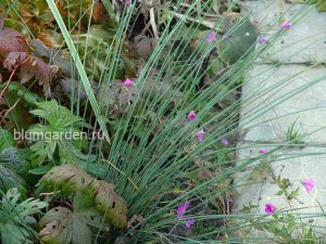 Ситник развесистый (Juncus Effusus)