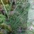 Ситник развесистый (Juncus effusus) © blumgarden.ru