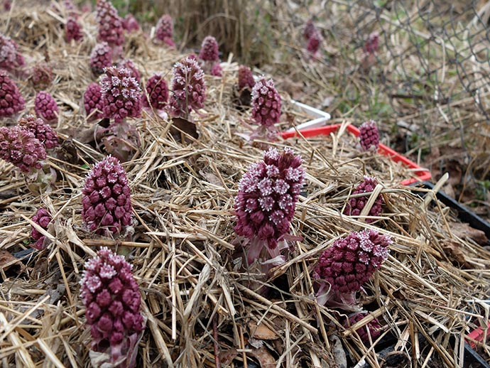 Розовые соцветия-шишки белокопытника гибридного © blumgarden.ru