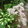 Василистник и хоста волнистая © blumgarden.ru