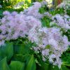 Василистник розово-сиреневый © blumgarden.ru