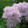 Василистник © blumgarden.ru