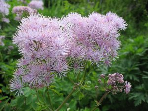 Василистник водосборолистный (Thalictrum Aquilegifolium)