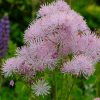 Василистник (василисник) водосборолистный (Thalictrum aquilegifolium) © blumgarden.ru