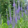Вероника колосистая (Veronica spicata) © blumgarden.ru