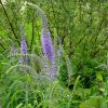 Вероника колосистая (Veronica spicata) © blumgarden.ru