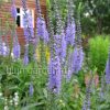 Вероника колосистая синяя Veronica spicata © blumgarden.ru
