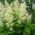 Волжанка двудомная (Aruncus dioicus) © blumgarden.ru