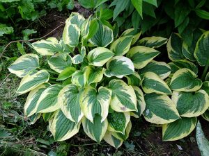 Хоста «Вайд Брим» (Hosta Wide Brim)