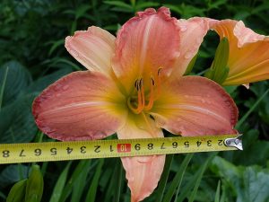 Лилейник «Абстракт Арт» (Hemerocallis Abstract Art)