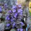 Фото цветущей живучки Блэк Скэллоп © blumgarden.ru