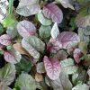 Живучка ползучая «Бургунди Глоу» (Ajuga reptans Burgundy Glow) © blumgarden.ru